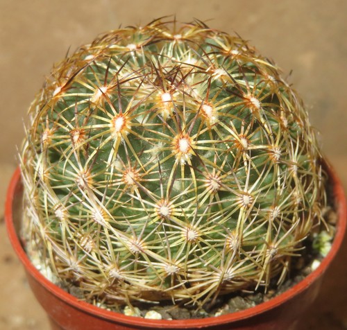 Coryphantha rs1048 - coryphantha, sp.
